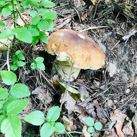 Hébergement de vacances Borowka Ujsoły