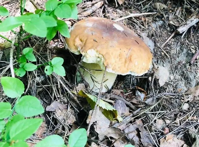 度假居 Borowka Ujsoły